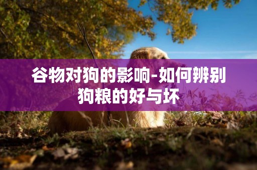 谷物對狗的影響-如何辨別狗糧的好與壞