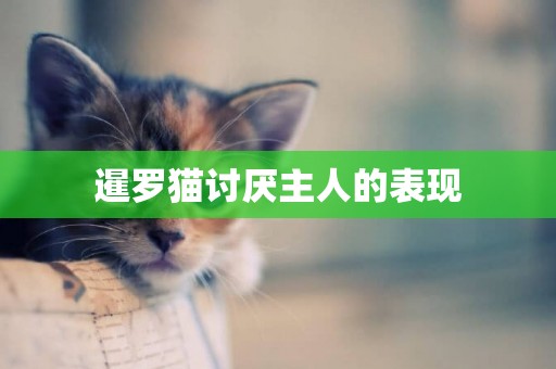 暹羅貓討厭主人的表現