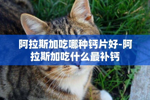 阿拉斯加吃哪種鈣片好-阿拉斯加吃什么最補鈣