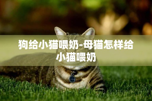 狗給小貓喂奶-母貓怎樣給小貓喂奶