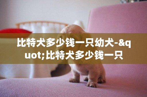 比特犬多少錢一只幼犬-"比特犬多少錢一只