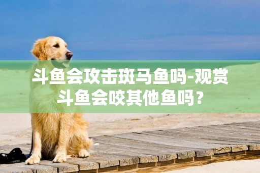 斗魚會攻擊斑馬魚嗎-觀賞斗魚會咬其他魚嗎？