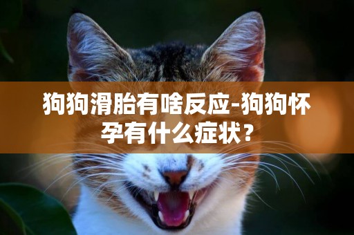 狗狗滑胎有啥反應-狗狗懷孕有什么癥狀？