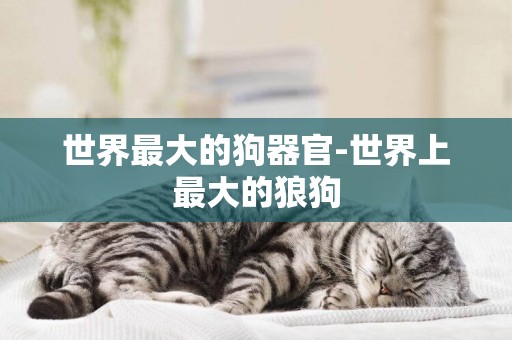 世界最大的狗器官-世界上最大的狼狗