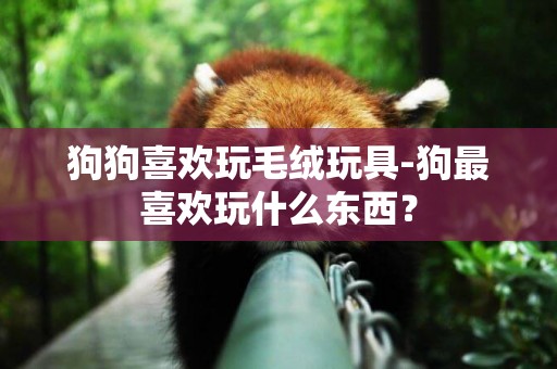 狗狗喜歡玩毛絨玩具-狗最喜歡玩什么東西？