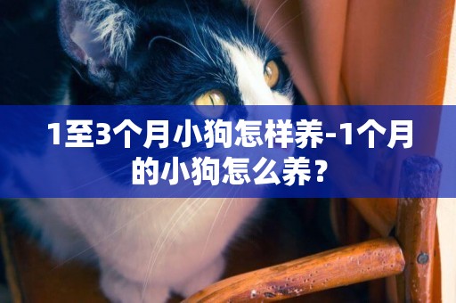 1至3個月小狗怎樣養-1個月的小狗怎么養？