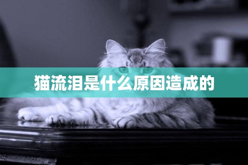 貓流淚是什么原因造成的