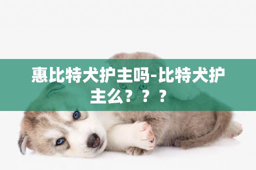 惠比特犬護主嗎-比特犬護主么？？？