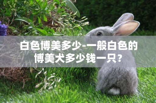 白色博美多少-一般白色的博美犬多少錢一只？