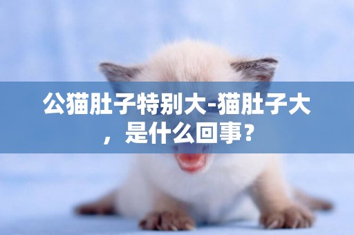 公貓肚子特別大-貓肚子大，是什么回事？