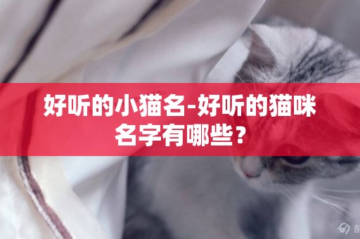 好聽的小貓名-好聽的貓咪名字有哪些？