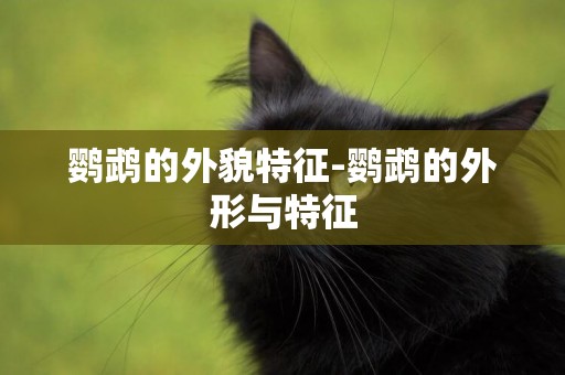鸚鵡的外貌特征-鸚鵡的外形與特征