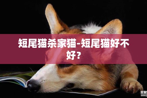 短尾貓殺家貓-短尾貓好不好？