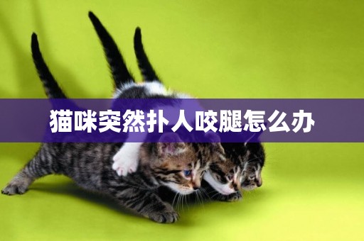 貓咪突然撲人咬腿怎么辦