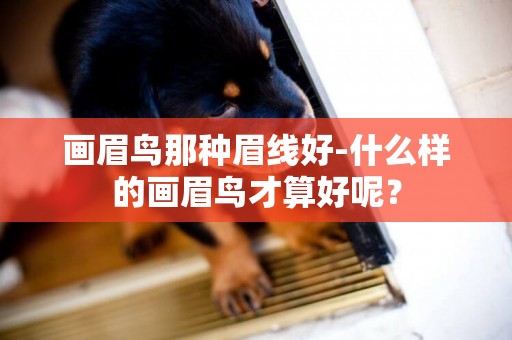 畫眉鳥那種眉線好-什么樣的畫眉鳥才算好呢？
