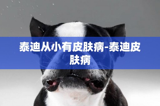 泰迪從小有皮膚病-泰迪皮膚病