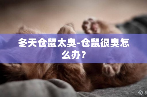 冬天倉鼠太臭-倉鼠很臭怎么辦？
