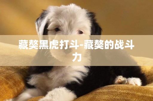 藏獒黑虎打斗-藏獒的戰斗力