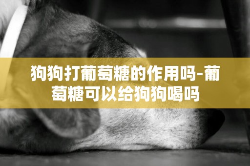 狗狗打葡萄糖的作用嗎-葡萄糖可以給狗狗喝嗎