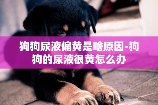 狗狗尿液偏黃是啥原因-狗狗的尿液很黃怎么辦