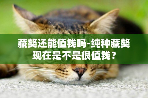 藏獒還能值錢嗎-純種藏獒現在是不是很值錢？