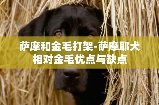 薩摩和金毛打架-薩摩耶犬相對金毛優點與缺點