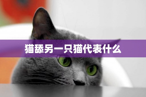 貓舔另一只貓代表什么