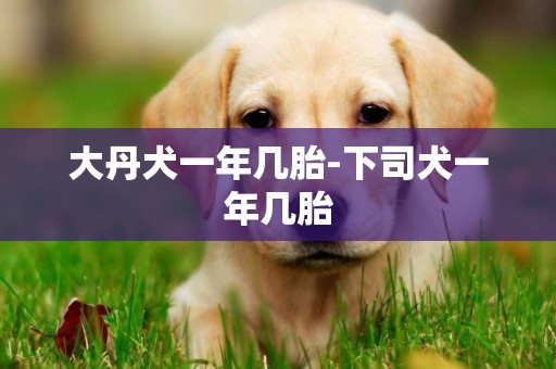 大丹犬一年幾胎-下司犬一年幾胎