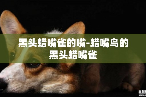 黑頭蠟嘴雀的嘴-蠟嘴鳥的黑頭蠟嘴雀