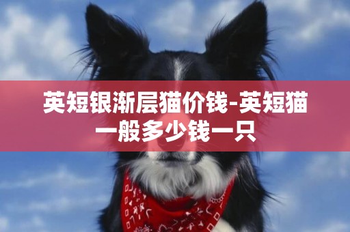 英短銀漸層貓價錢-英短貓一般多少錢一只