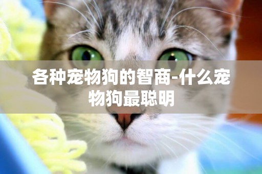 各種寵物狗的智商-什么寵物狗最聰明