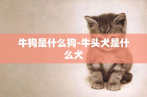 牛狗是什么狗-牛頭犬是什么犬