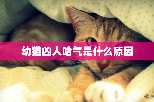 幼貓兇人哈氣是什么原因