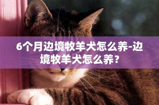 6個月邊境牧羊犬怎么養-邊境牧羊犬怎么養？