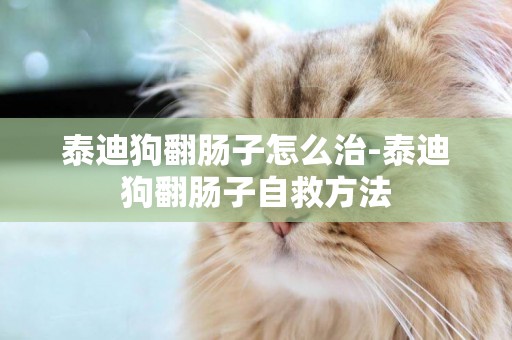 泰迪狗翻腸子怎么治-泰迪狗翻腸子自救方法