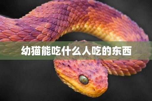 幼貓能吃什么人吃的東西