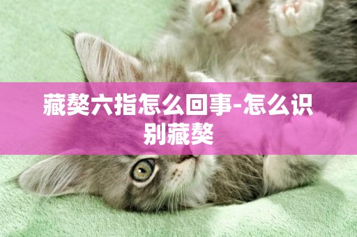 藏獒六指怎么回事-怎么識別藏獒