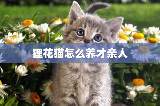 貍花貓怎么養才親人