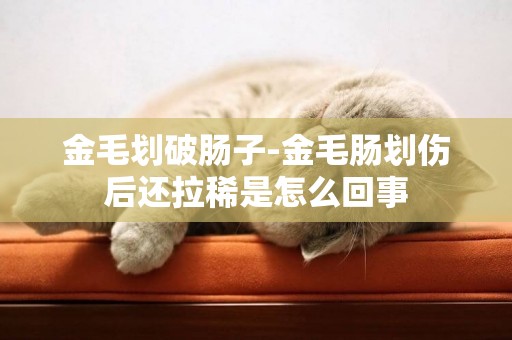 金毛劃破腸子-金毛腸劃傷后還拉稀是怎么回事