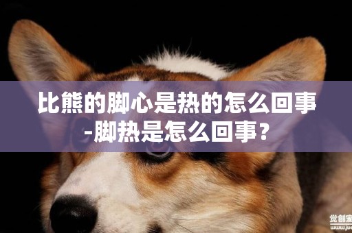 比熊的腳心是熱的怎么回事-腳熱是怎么回事？