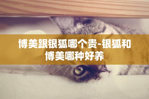博美跟銀狐哪個貴-銀狐和博美哪種好養