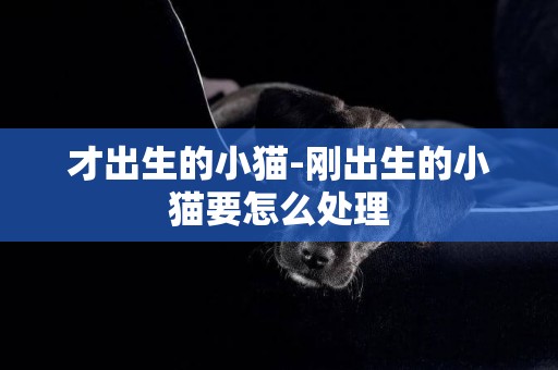 才出生的小貓-剛出生的小貓要怎么處理