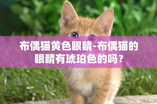 布偶貓黃色眼睛-布偶貓的眼睛有琥珀色的嗎？