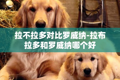 拉不拉多對比羅威納-拉布拉多和羅威納哪個好
