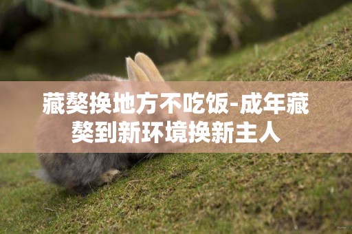 藏獒換地方不吃飯-成年藏獒到新環境換新主人