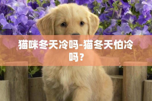 貓咪冬天冷嗎-貓冬天怕冷嗎？