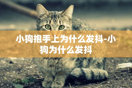 小狗抱手上為什么發抖-小狗為什么發抖