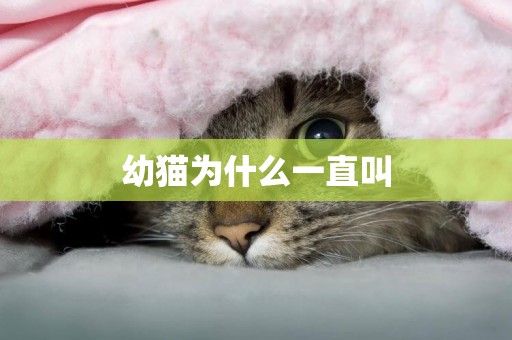 幼貓為什么一直叫