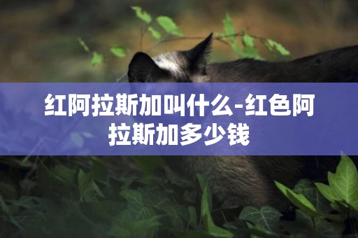 紅阿拉斯加叫什么-紅色阿拉斯加多少錢