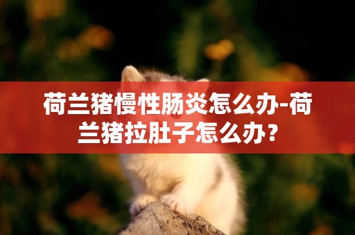 荷蘭豬慢性腸炎怎么辦-荷蘭豬拉肚子怎么辦？